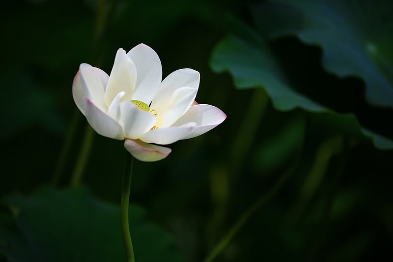 Yin Yoga Pose